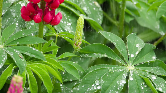 鲜花和有雨滴的叶子视频