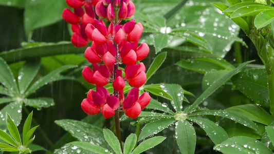 鲜花和有雨滴的叶子视频