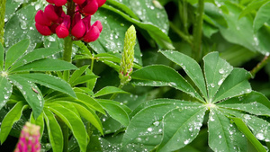 鲜花和有雨滴的叶子31秒视频