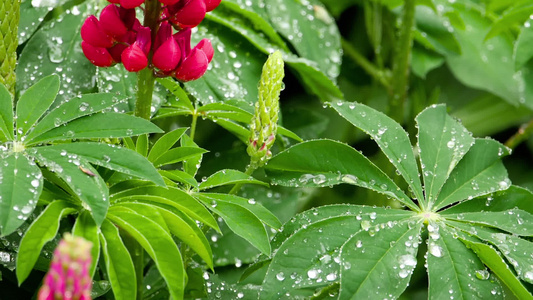 鲜花和有雨滴的叶子视频