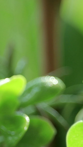 实拍雨水中的绿芽二十四节气视频