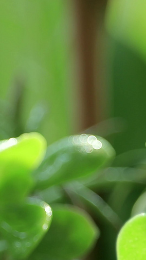 实拍雨水中的绿芽二十四节气16秒视频