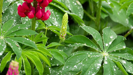 鲜花和有雨滴的叶子视频