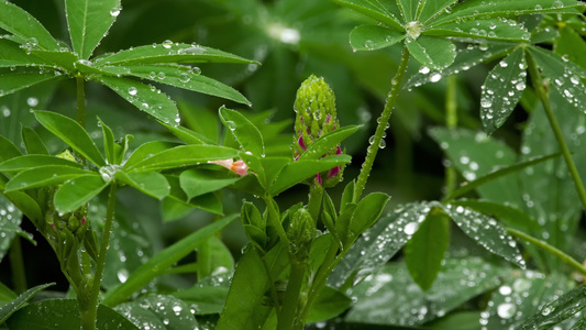 乳芽和树叶都有雨滴视频