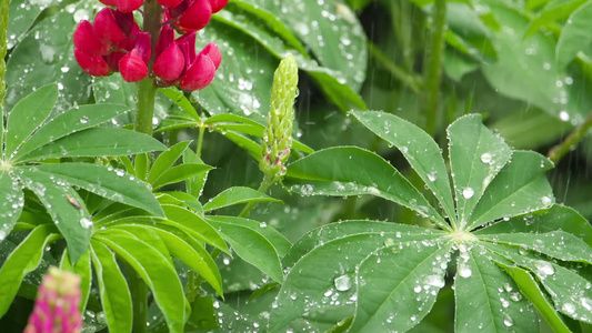 鲜花和有雨滴的叶子视频