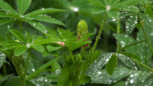 乳芽和树叶都有雨滴20秒视频