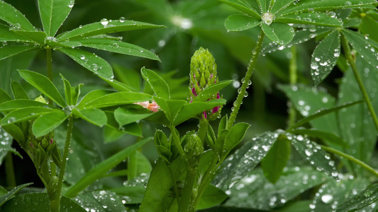 乳芽和树叶都有雨滴视频