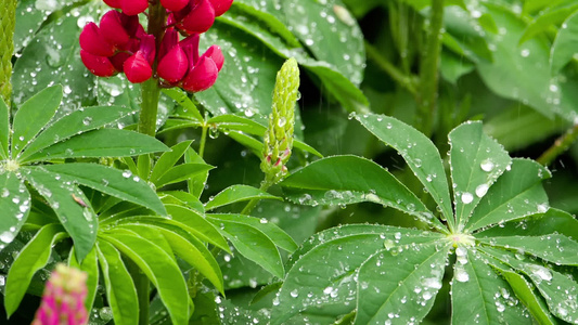 鲜花和有雨滴的叶子视频