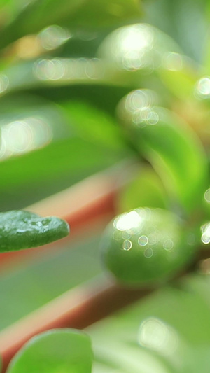 实拍雨水中的绿芽二十四节气16秒视频