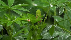 乳芽和树叶都有雨滴18秒视频