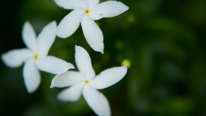 白色的花朵13秒视频