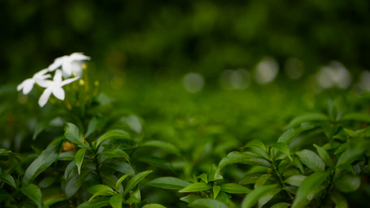 白色的花朵或尖牙园丁茉莉酒背景视频