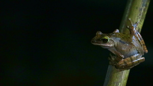 竹子上的青蛙14秒视频