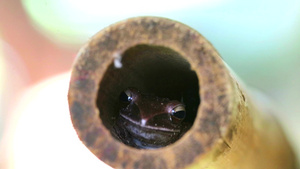 干竹洞中的青蛙20秒视频