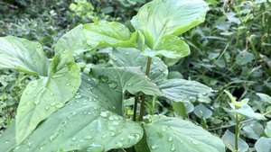 在花园里种植的可食用绿菠菜叶上的雨滴10秒视频