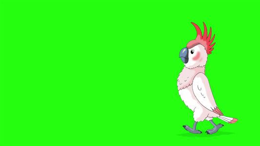粉红鹦鹉鹦鹉来来去去的染色键视频