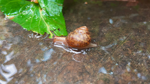 4K实拍雨后的蜗牛爬行26秒视频