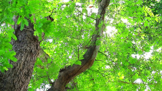阳光照到塔马林树上有小绿叶在花园里生长为鸟类和其他视频