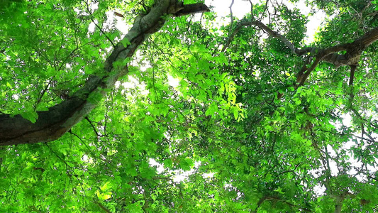 塔马林树上有小绿叶在花园里生长为鸟类和其他动物提供视频