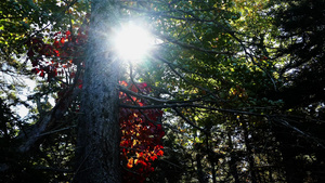 秋天在树后面的阳光下11秒视频