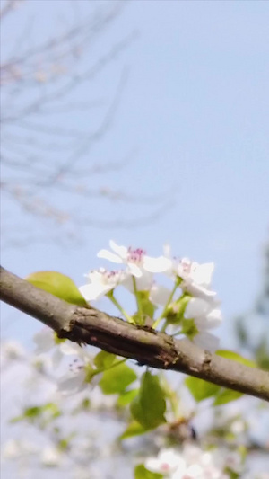 盛开的梨花百花争艳59秒视频