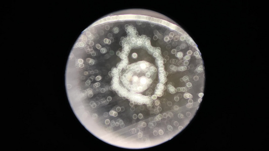 放大荞麦细胞显微镜视频