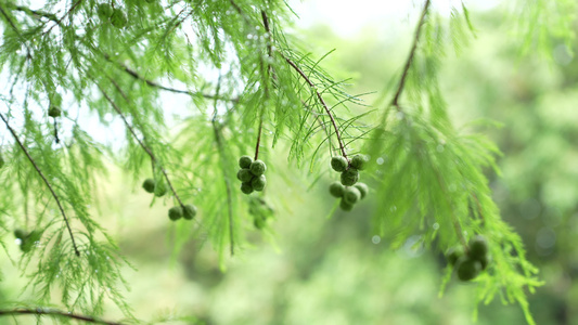 松树上的松子实拍视频