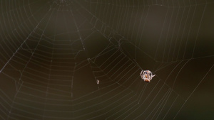蜘蛛在蜘蛛网上吃猎物20秒视频