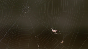 蜘蛛在蜘蛛网上吃猎物20秒视频