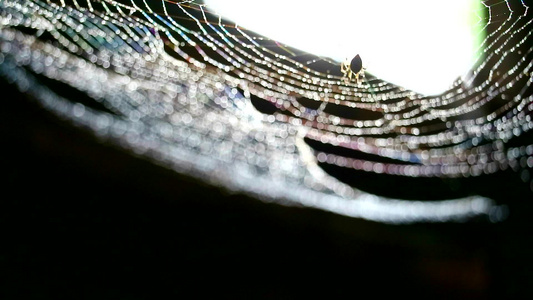 蜘蛛网上的模糊的雨滴和双影蜘蛛试图摇动水在网上掉落视频