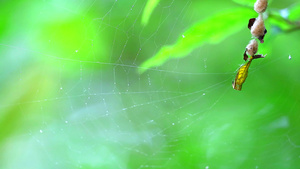 蜘蛛网上的黄蜘蛛17秒视频