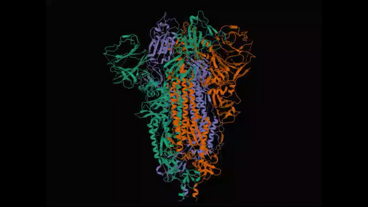 沙尔钉刺甘蛋白素结构结构视频