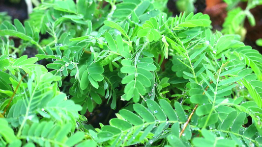 天气变化至雨季1之后新出生的罗马林树叶上的雨滴1视频