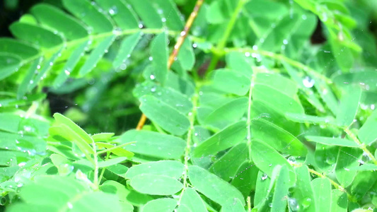 在天气变化到雨季之后新出生的罗马林树叶上的雨滴落视频