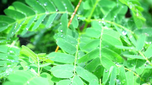 在天气变化到雨季之后新出生的罗马林树叶上的雨滴落20秒视频