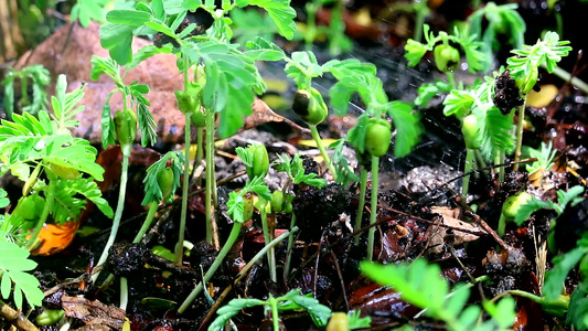 在天气变化到雨季之后新出生的罗望林树叶上的雨滴视频