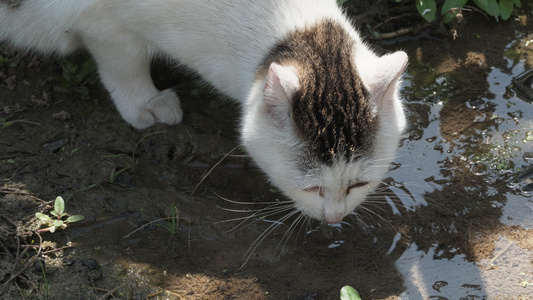 可爱猫咪4K实拍镜头视频