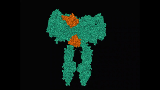 胰岛素分子（棕色）结合全长胰岛素受体（绿色）结构视频