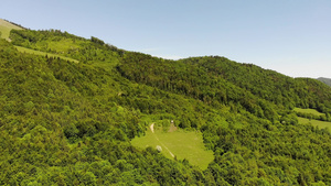 春林树的风景20秒视频