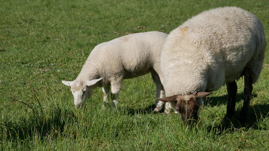 牧羊群在牧场吃草视频