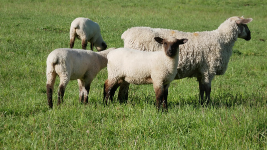 羊羔吃草看镜头视频