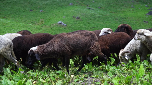 牧羊群在马那利草原上行走和放牧这是因地迪亚的hemachal视频