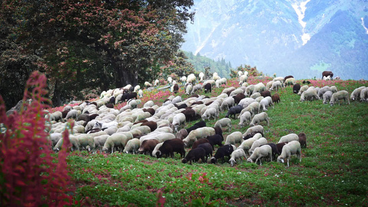 羊群走下山丘在马那利的绿草上觅食因迪亚的hemachal视频