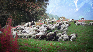 羊群走下山丘在马那利的绿草上10秒视频