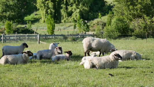 牧草和休息的一群羊视频