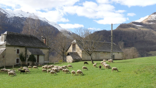牧草地里的羊群背景的谷仓比利牛人视频