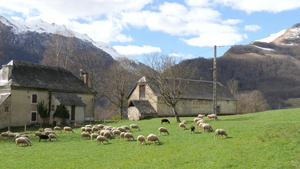 牧草地里的羊群背景的谷仓比利牛人16秒视频