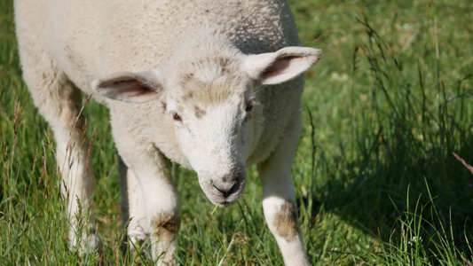 婴儿羔羊在田里吃草视频