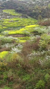 春天漫山鲜花航拍视频油菜花视频