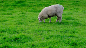 在阳光明媚的夏日在绿草原上牧羊14秒视频